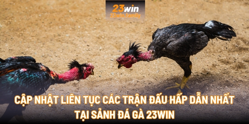 Cập nhật liên tục các trận đấu hấp dẫn nhất tại Sảnh Đá Gà 23Win