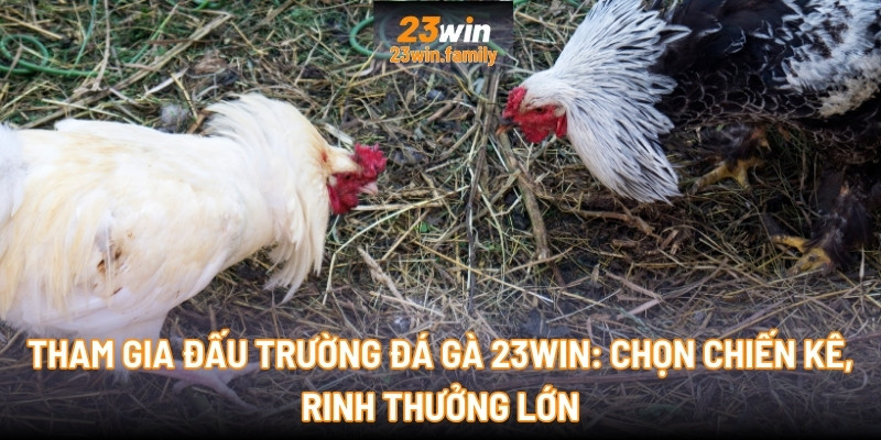 Tham gia đấu trường Đá Gà 23Win: Chọn chiến kê, rinh thưởng lớn
