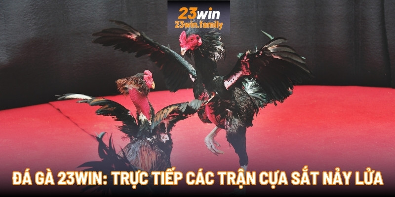 Đá Gà 23Win: Trực tiếp các trận cựa sắt nảy lửa